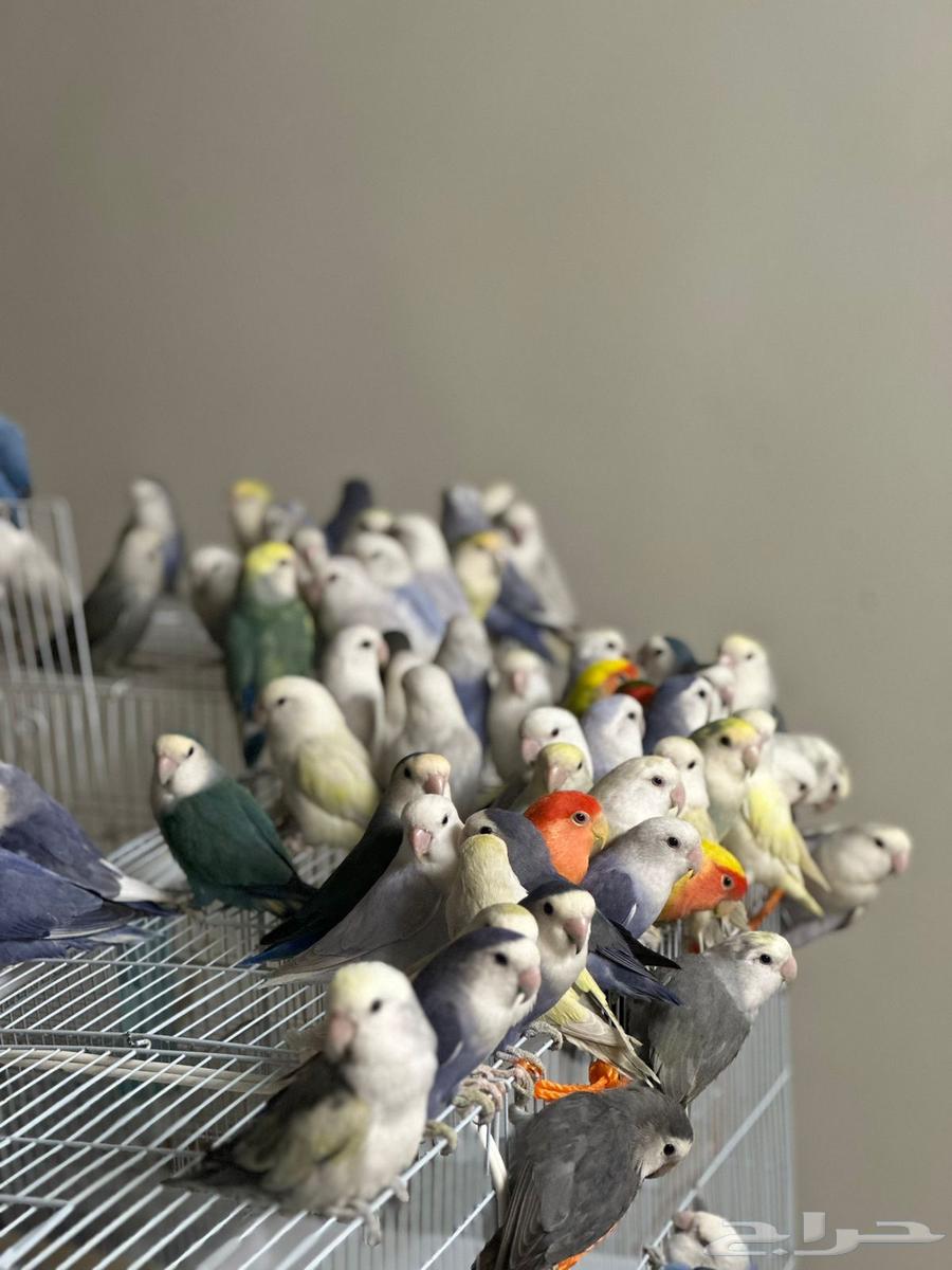 40 جوز روز منتج ( مطير )64414833126145113