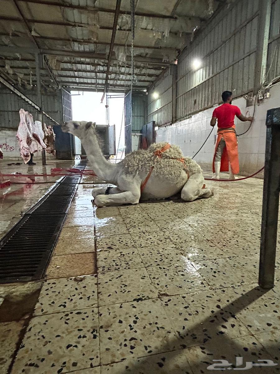 حوار لباني وبري موجود بالملحمة64413878369537110