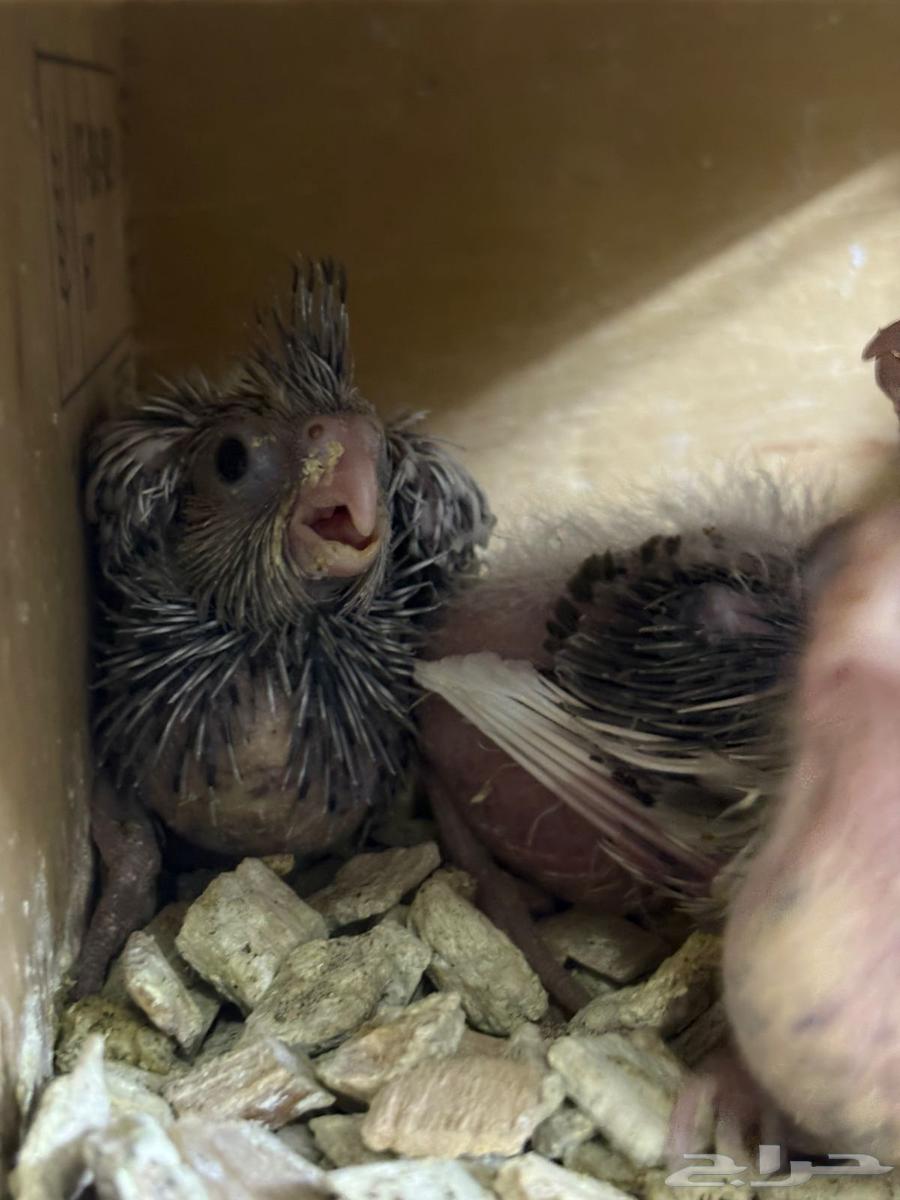 Dutch Krowan Pair (((Sold Outside the Site)))64413340085506112