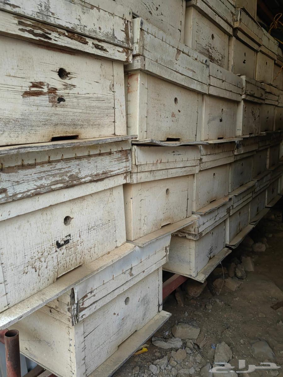 Modern Frangi hives, 10 clean empty frames for sale64418120037122110