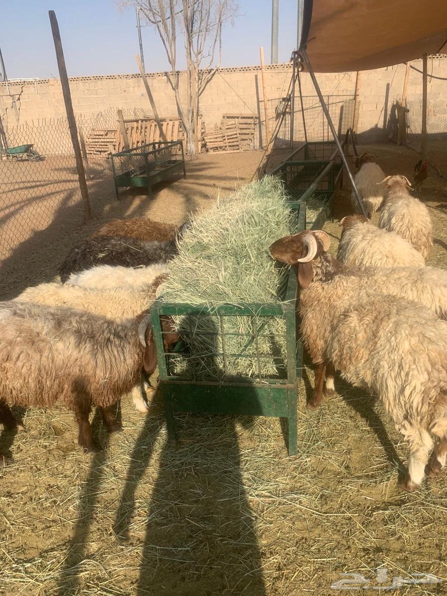 Naimi Jordanian goat, sheep, and rams raised for 4 months64412360428418113