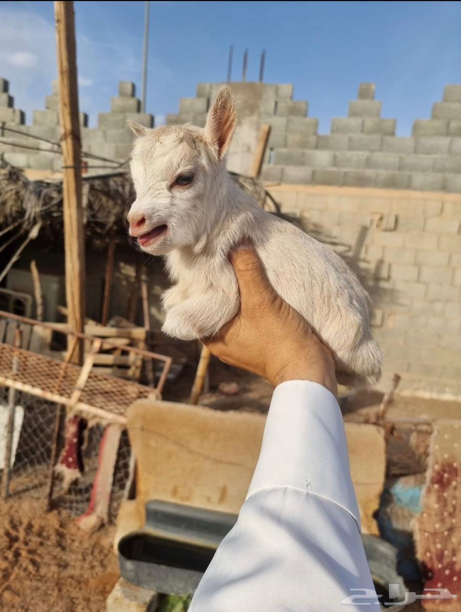 Dwarf Goat64418472106497113