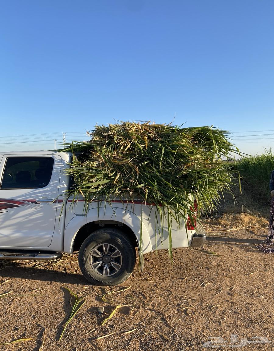 اعلاف وشتلات بونيكام اسباني سوبرموباسا64416848987523111