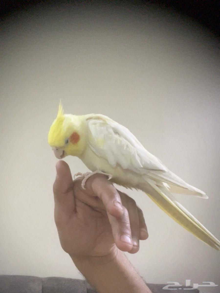 انثى اليفه للبدل بذكر منتج64415235515265114