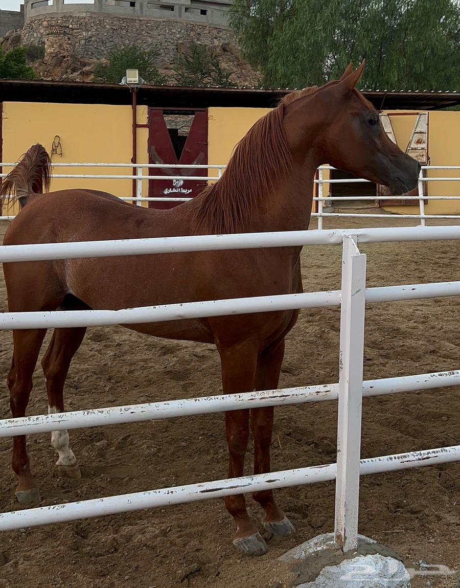 حصان خط جمال64413599519491110