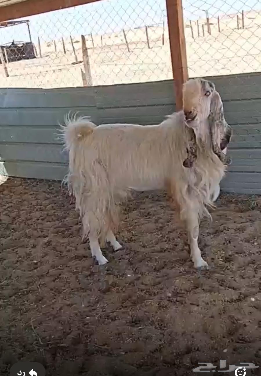 Tais Fahel64417211113473112