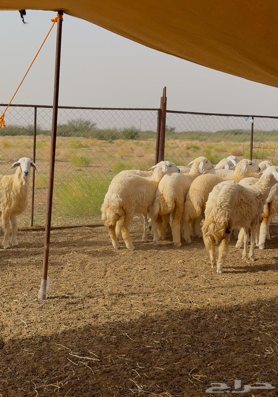 رخال حريه نظيفه وطيبه64413944625921110