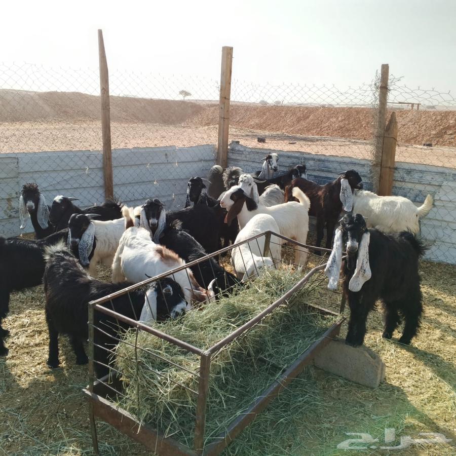 تيوس للبيع العدد 1564413719397505111