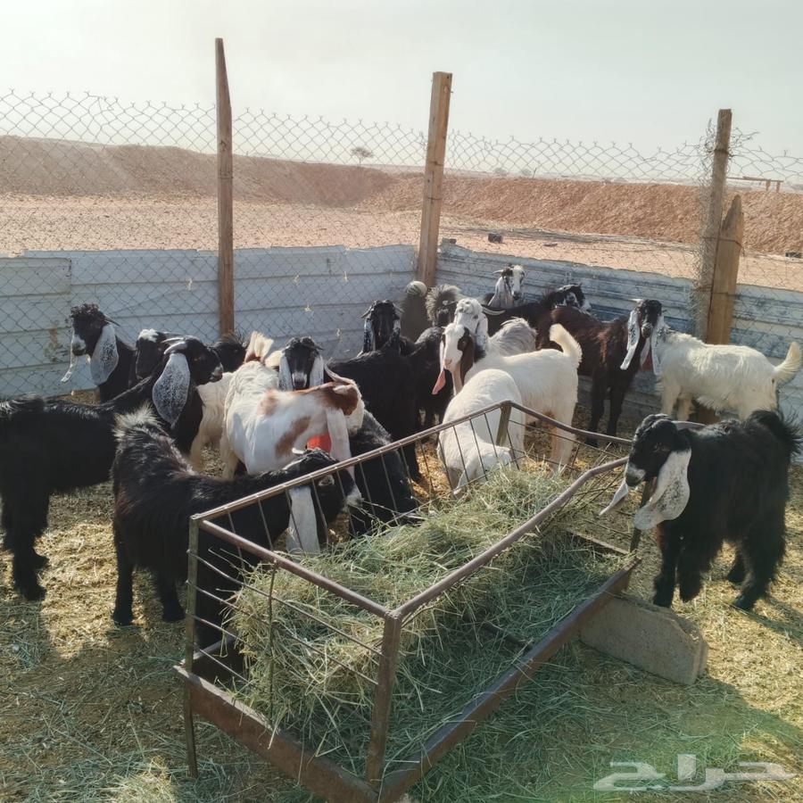 تيوس للبيع العدد 1564413719397505110