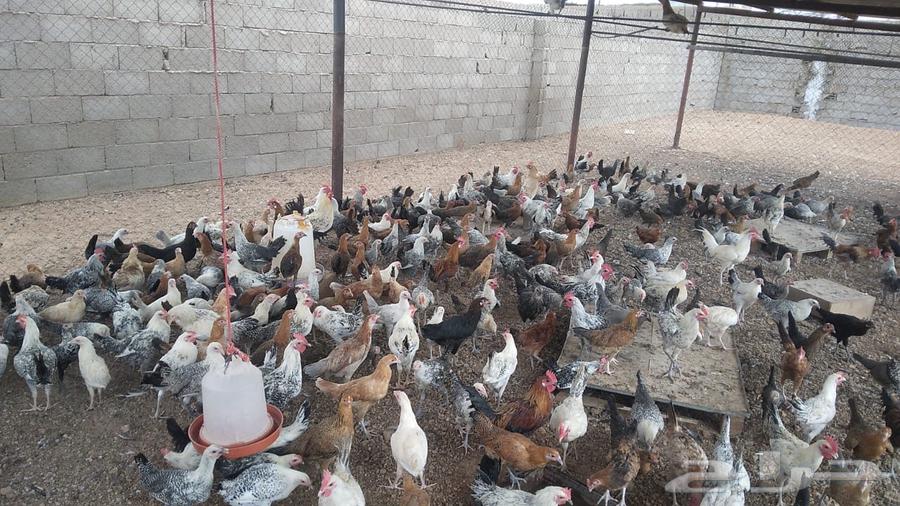 دجاج للبيع64415974676866110