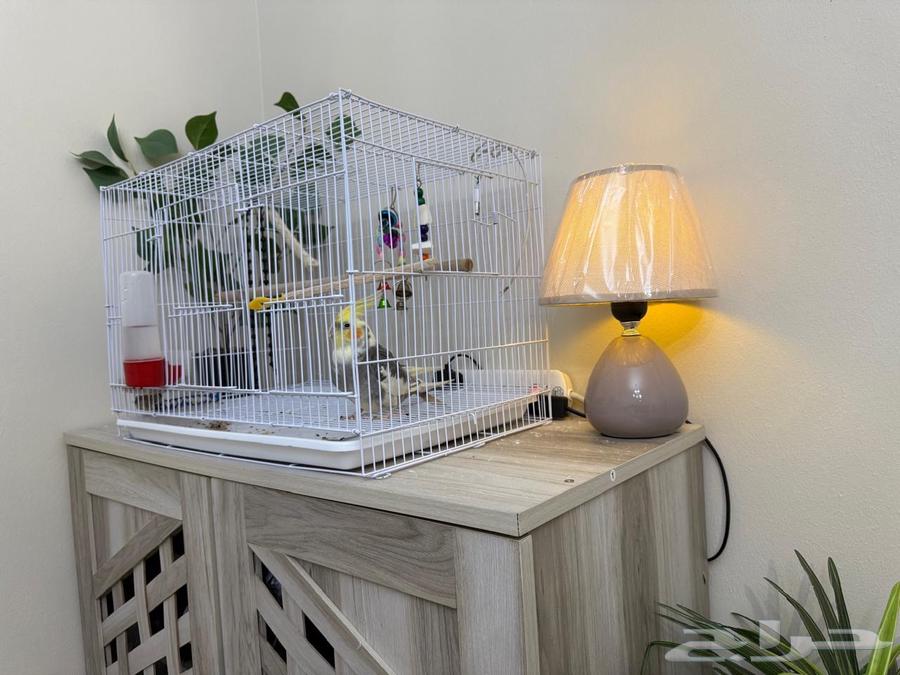 ببغاء كروان64416532008321114