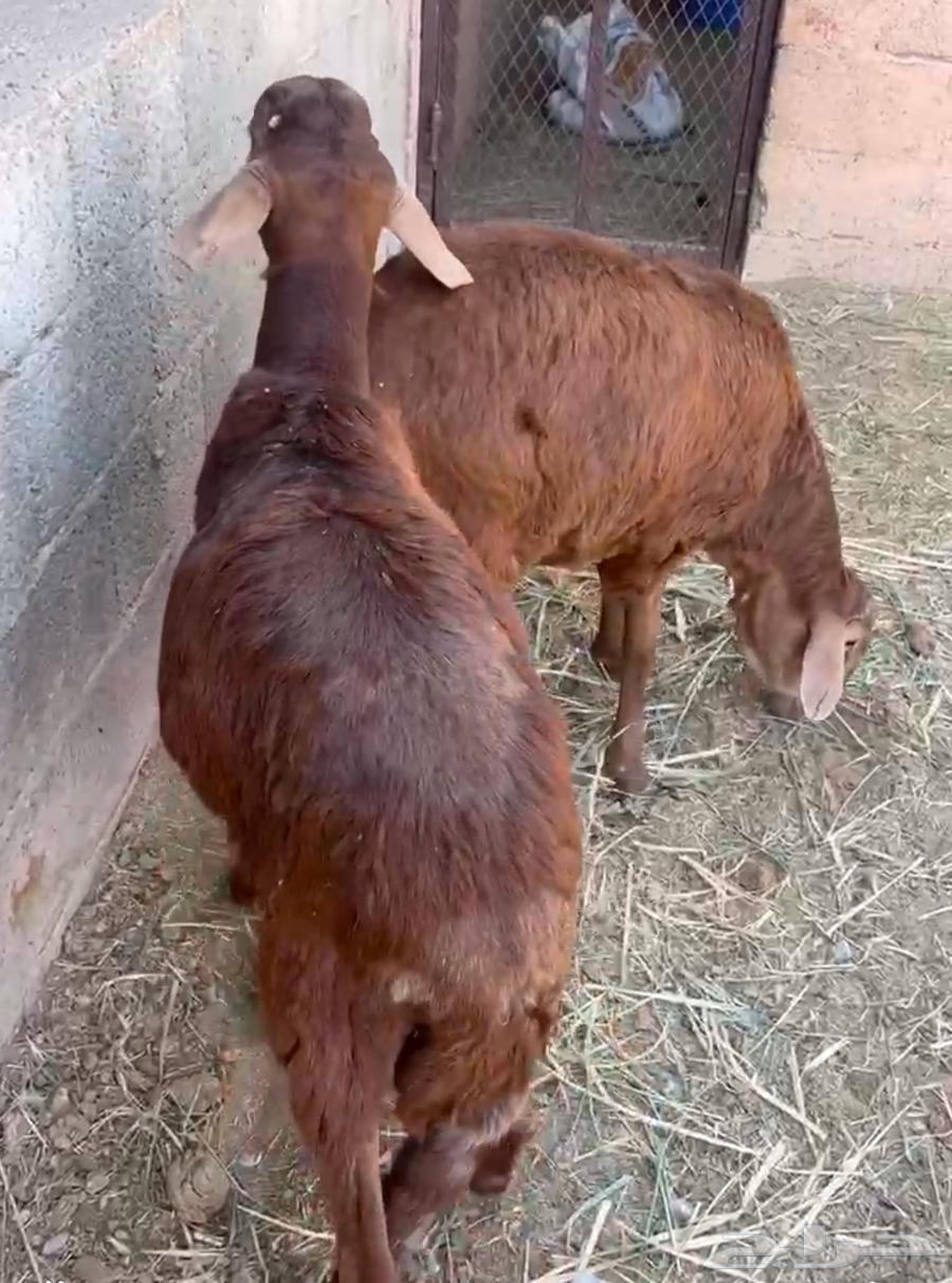 طليان سواكن طيبة فل الفل شحم وعلى الشرط64418133503491110