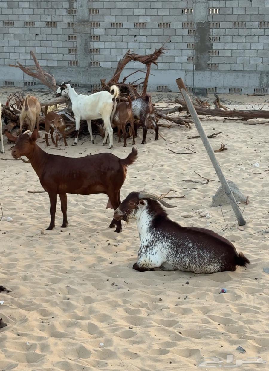 معزاء جنوبيه للبيع64412642118402113