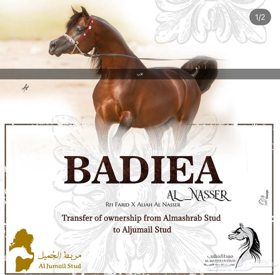 مهره مكس شو للبيع ( تم البيع )64418891367425110