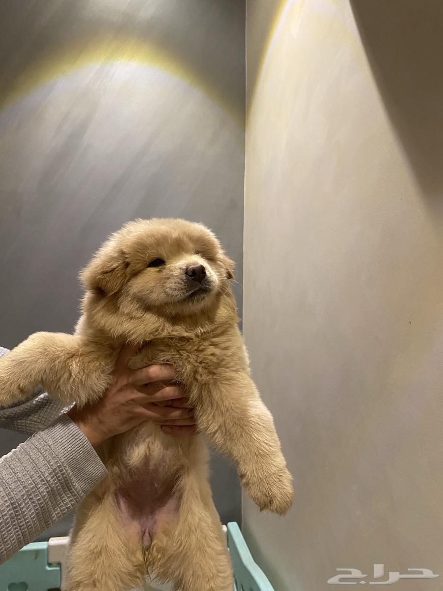 Chow Chow puppies64412896698755111