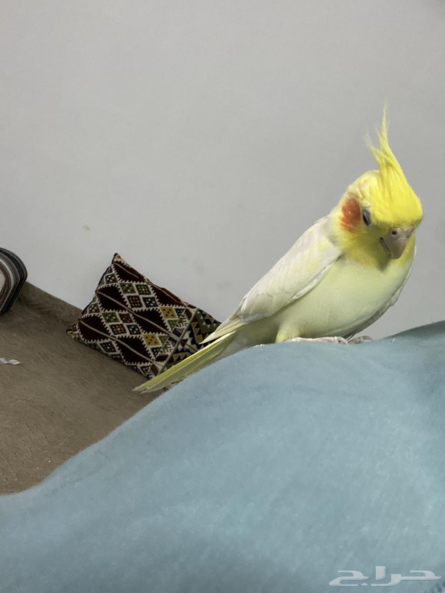 زوج كروان لاتينو تم البيع64417115637379113