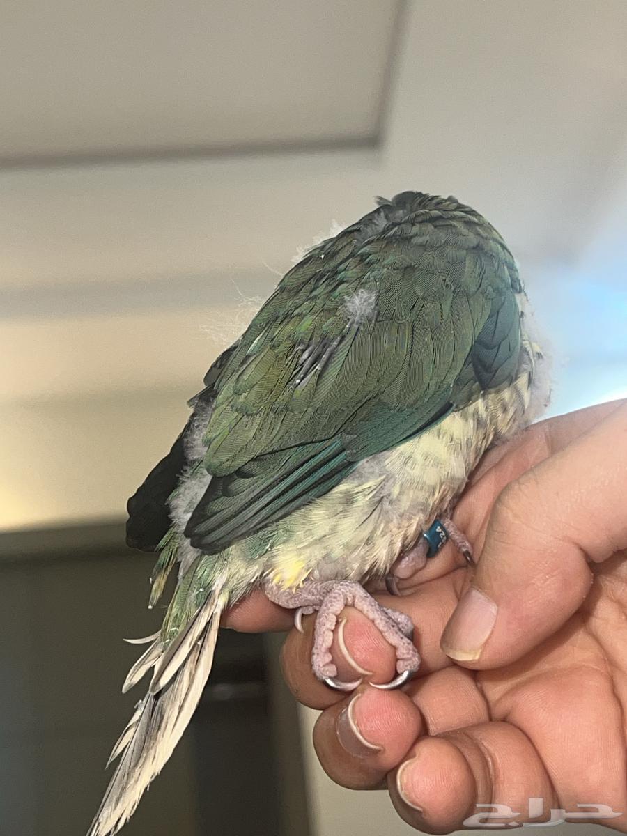 يلوسايد تركواز كنيور انثى64416014561666114