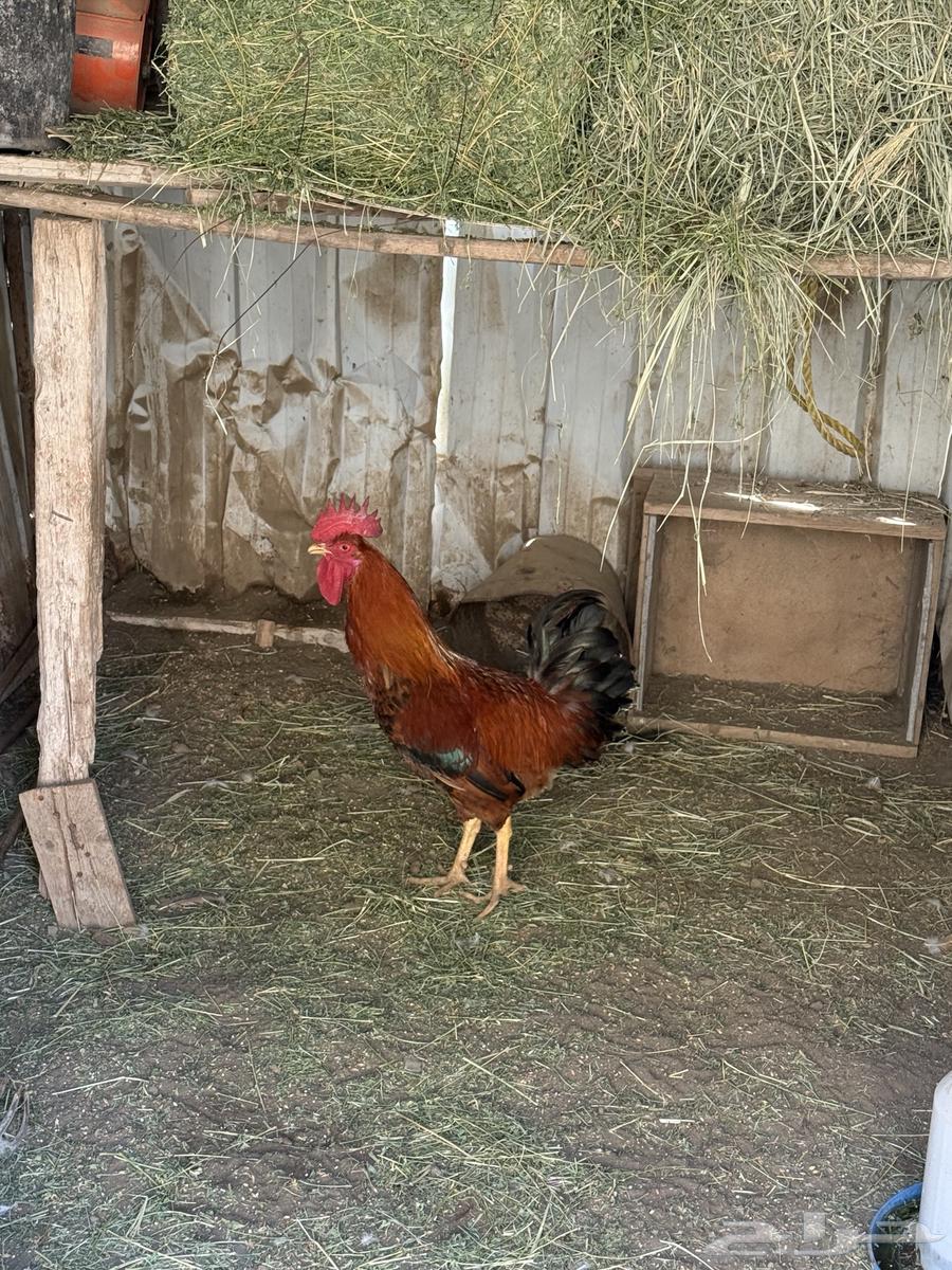 2 ديوك عربي .64413732709635110