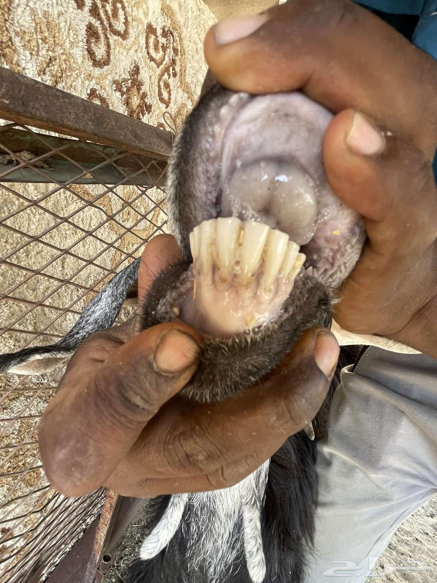 عنز خلفه تم البيع64414382159106111