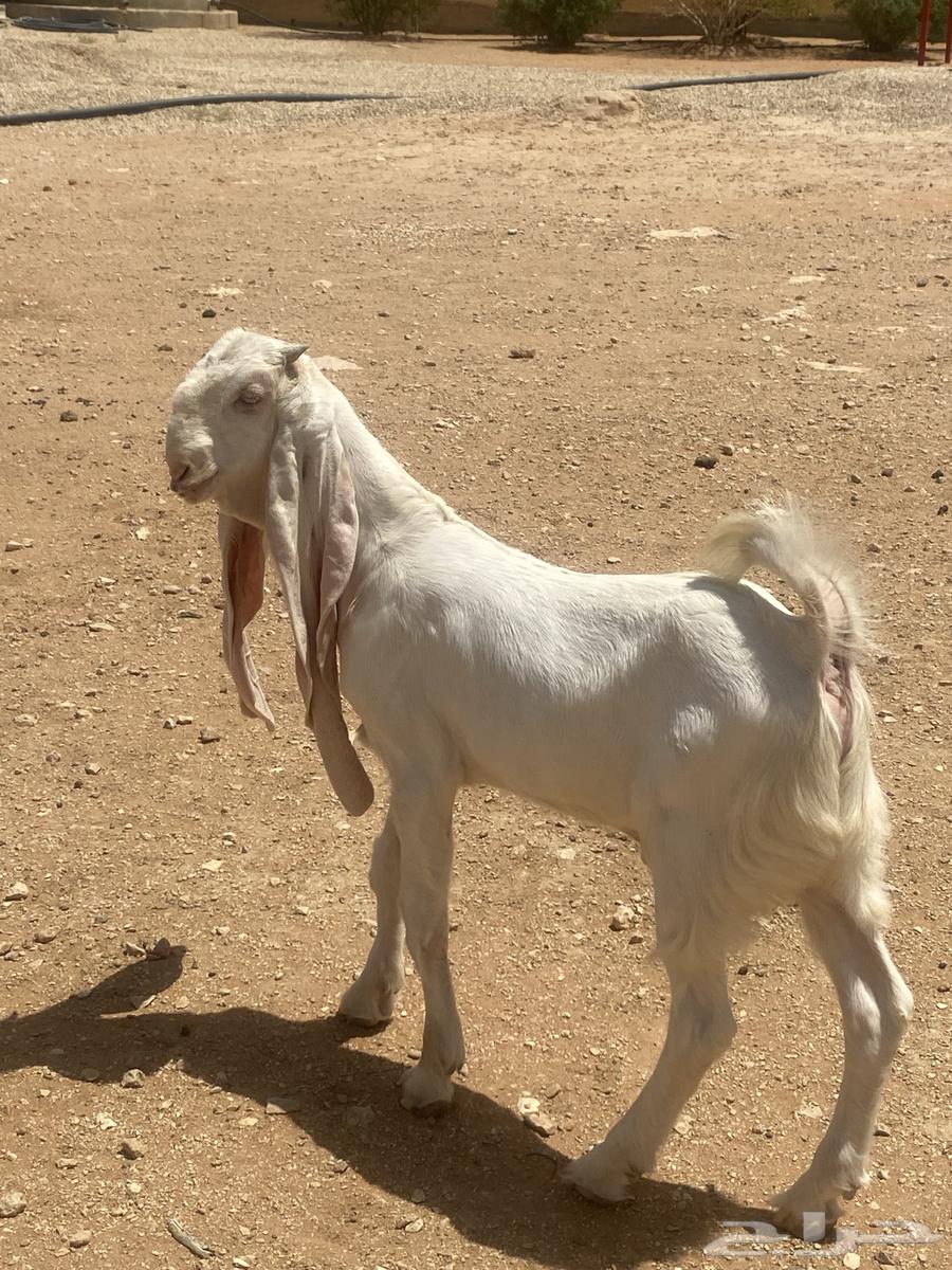 للبيع تيس طيب جدا64414620083713110