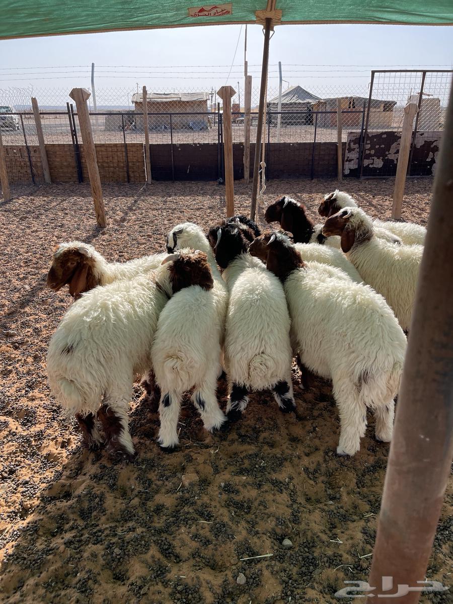 For sale, Naaim's purebred sheep (Sold)64416041441793111