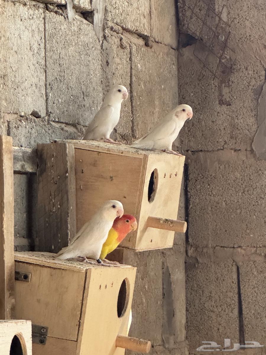 Day64417766444929110