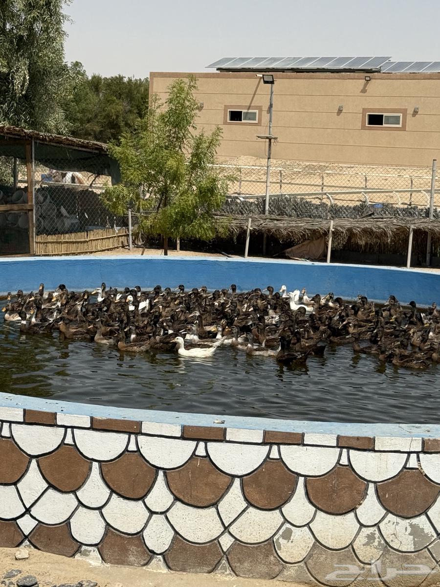 بط للبيع64413392333827114