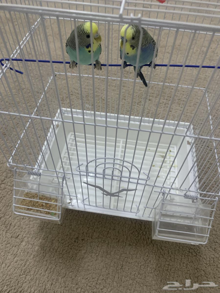 طيور باجي64413340093954110