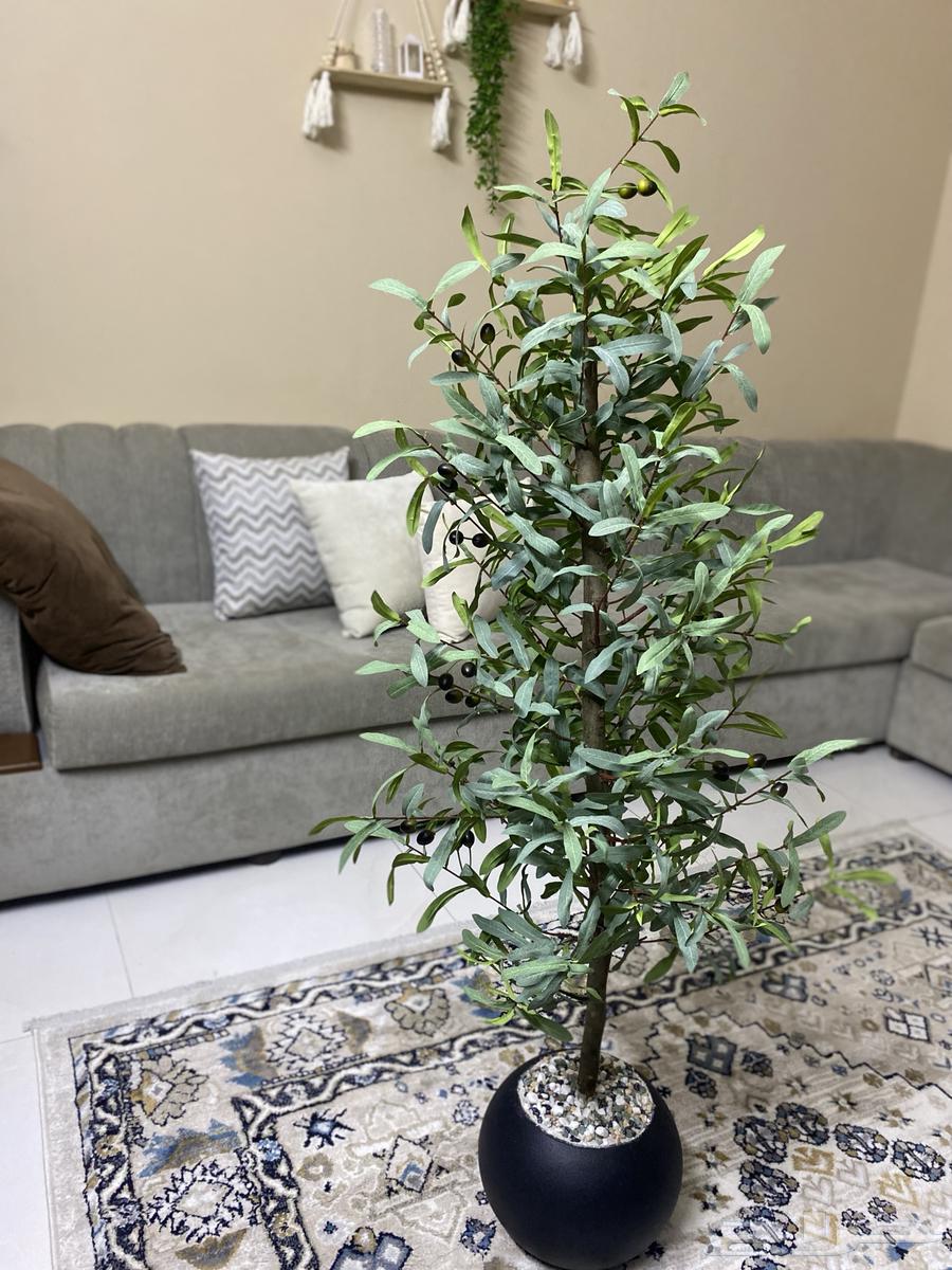 Olive tree (new)64413353147778110
