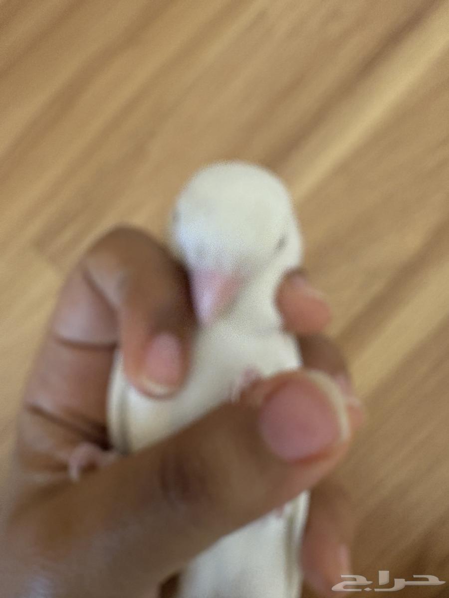 عصفور البينو روز(تم البيع الله يبارك للمشتري)64415881477890114