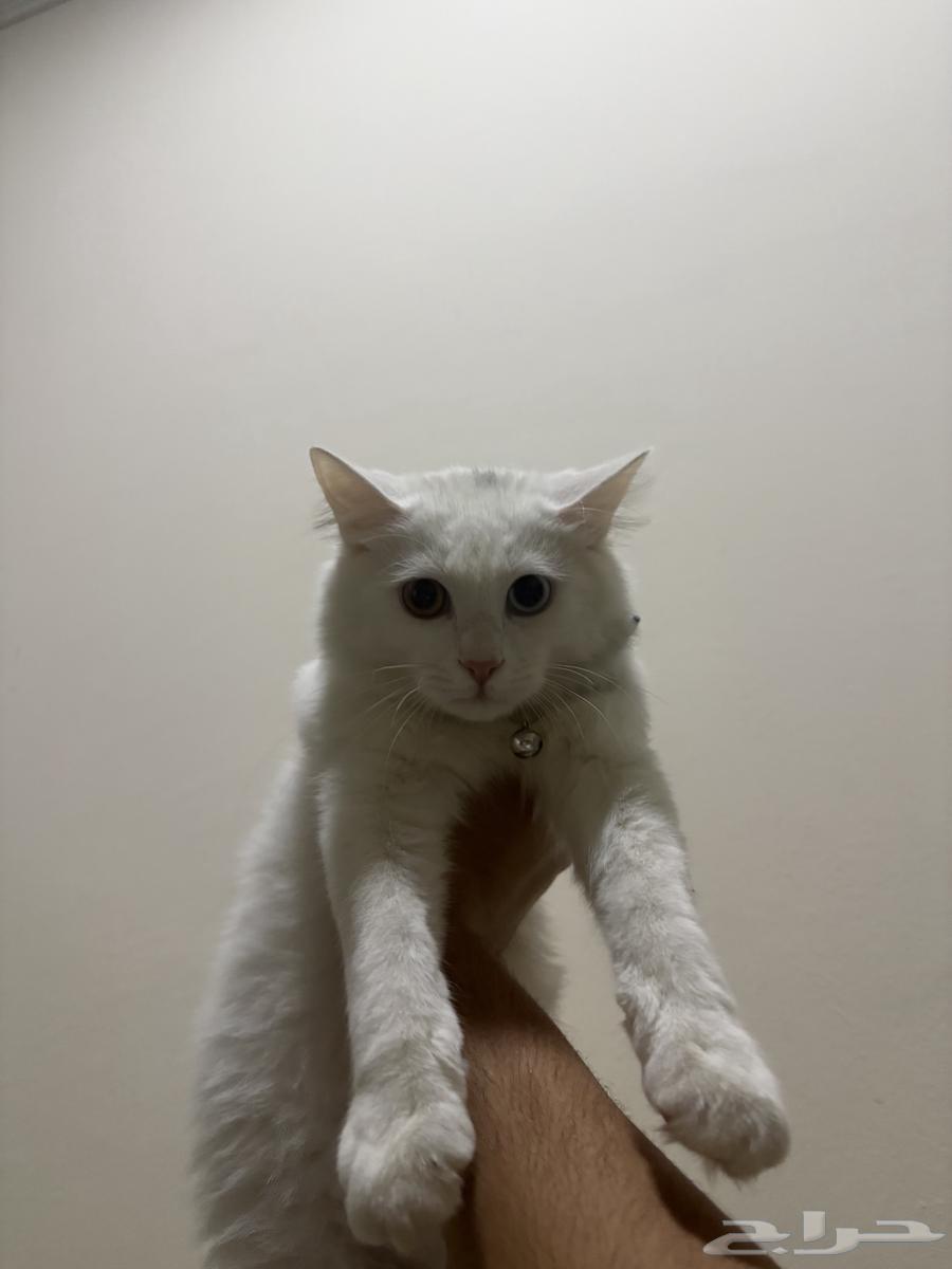 Enough64415652936067111