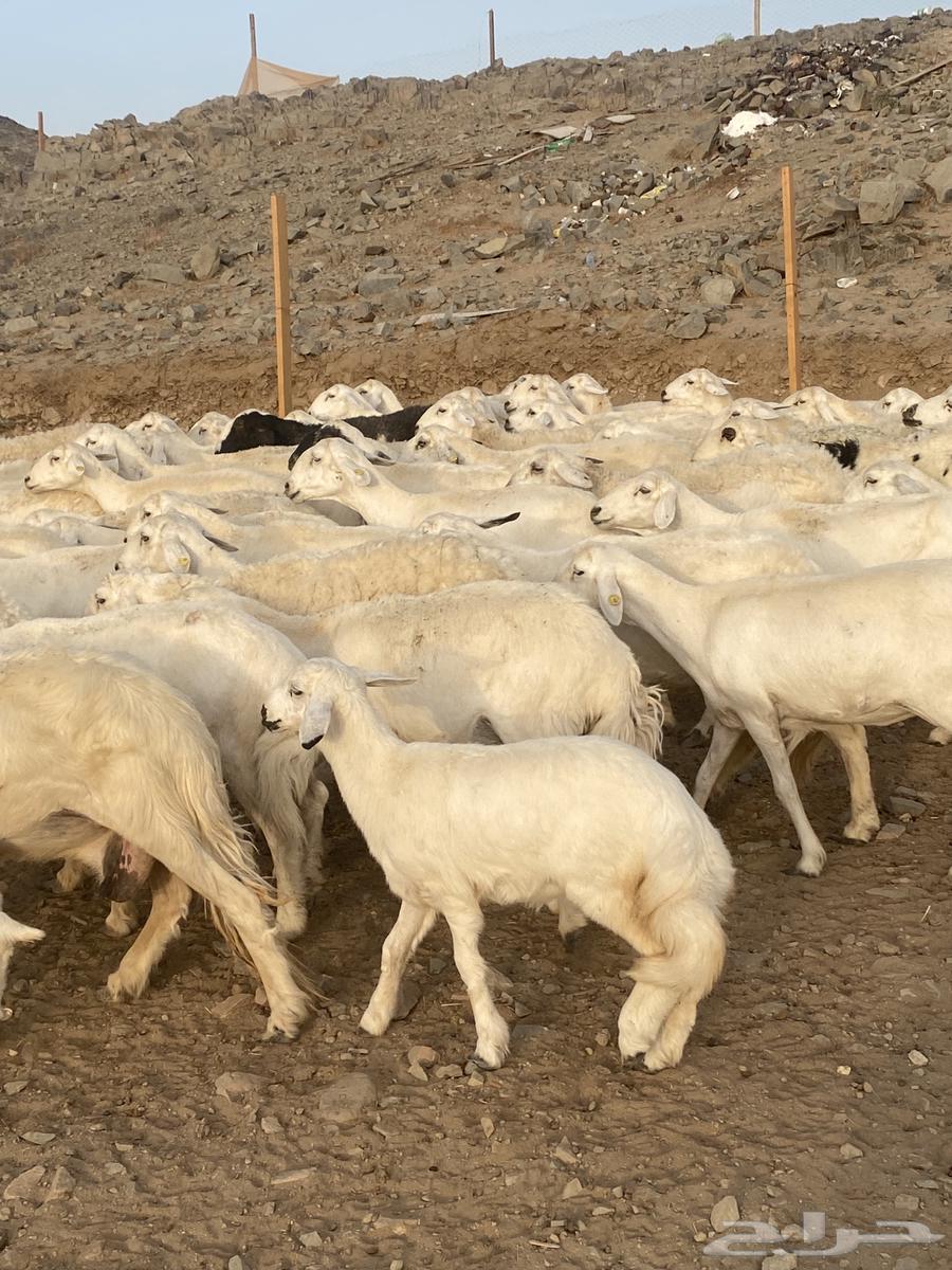 53 ضان مقاني مراح واحد64415316836353113