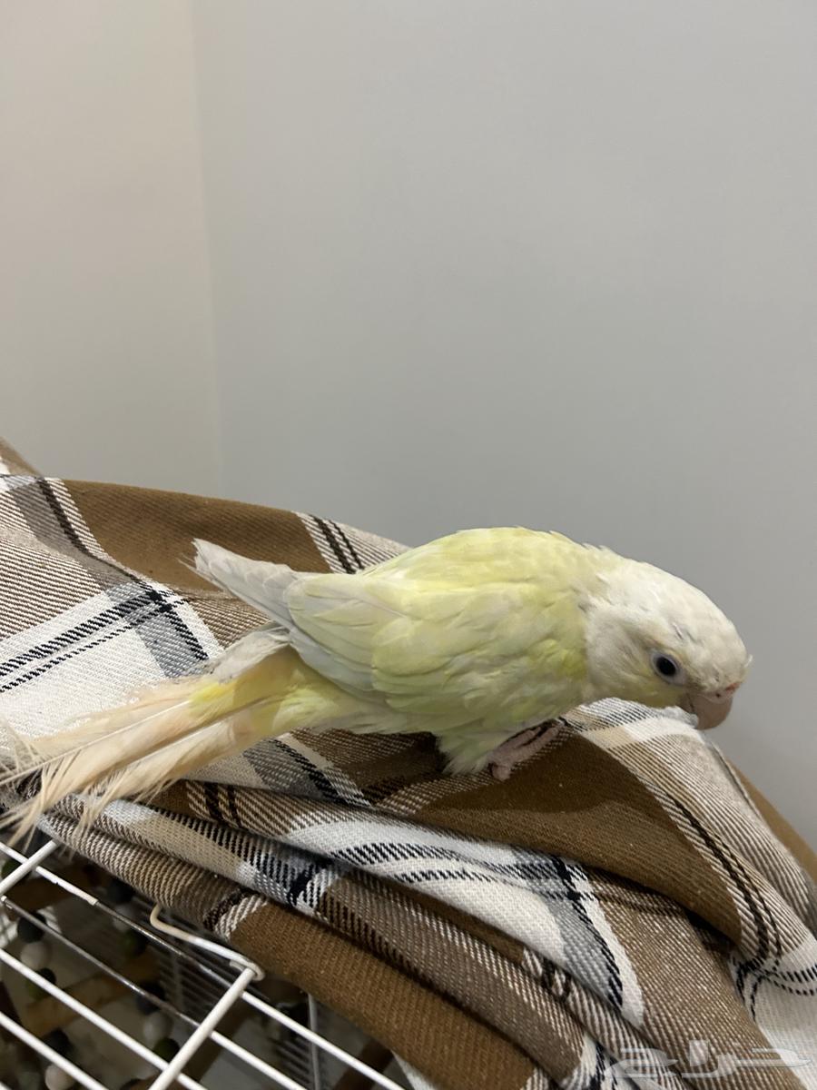 كنيور مون شيك للبيع ..تم البيع64414223850883111