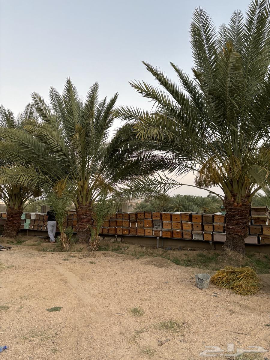 Empty beehive for sale, located in the southern area at an excellent price64418797701122110