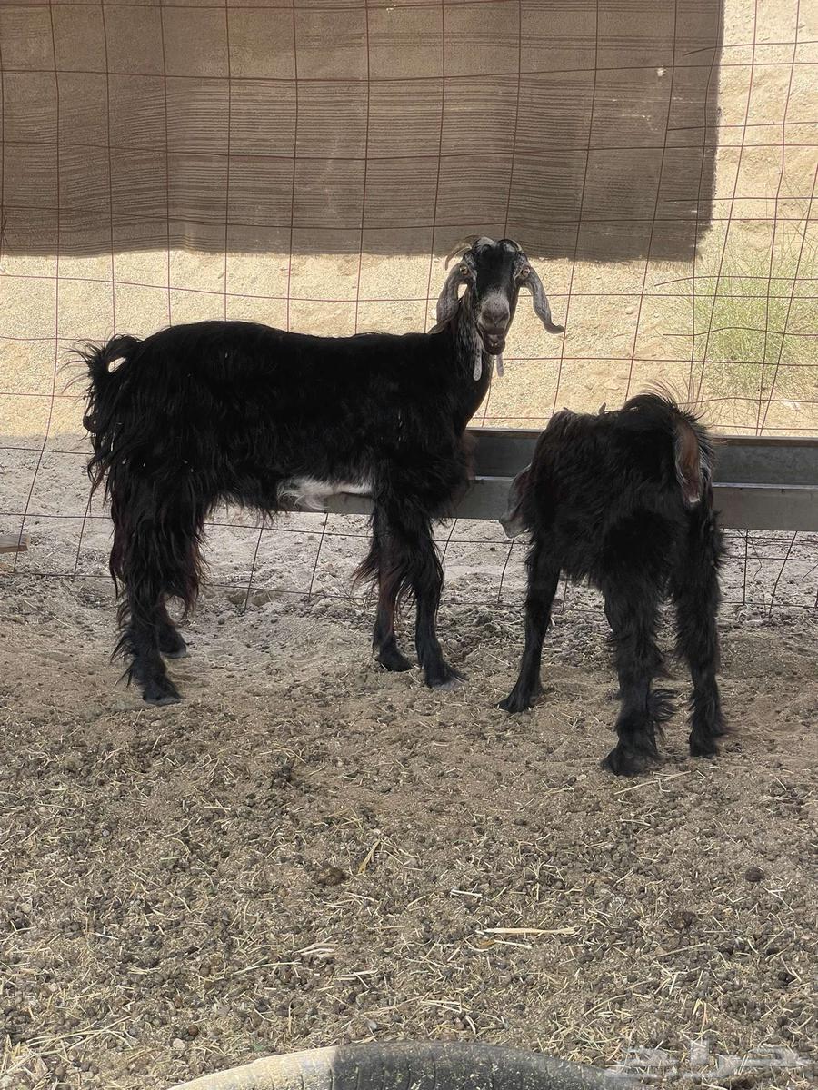 عنز خلفه تم البيع64414382159106113