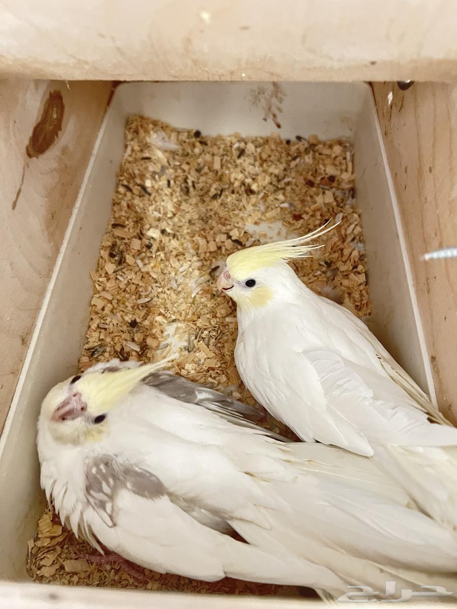 زوج كروان كريمي فيس نوادر64412428025985111