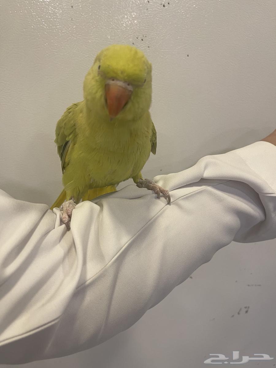 دره هندي64414793008769113