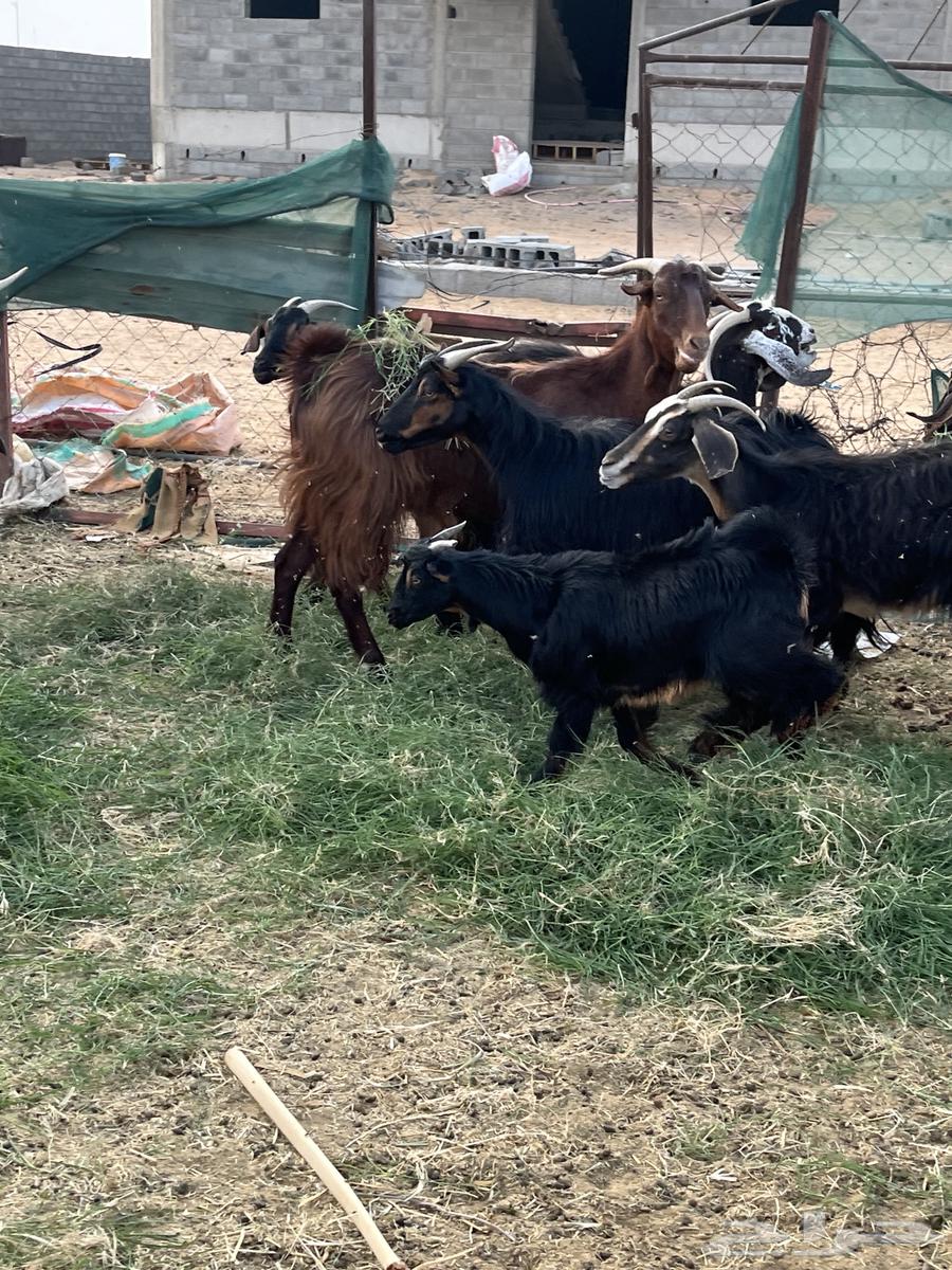 Goat for sale, age 3 months, only responds when alone64417022111107111