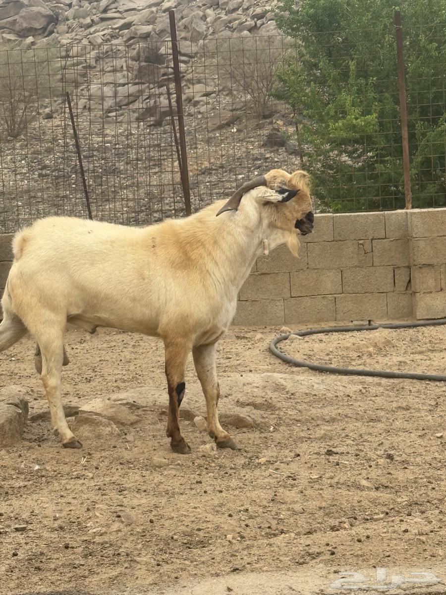 تيس بيشي صنف العمر 3 سنوات حار جدا في الضراب والكتاب واضح م64416014535427114