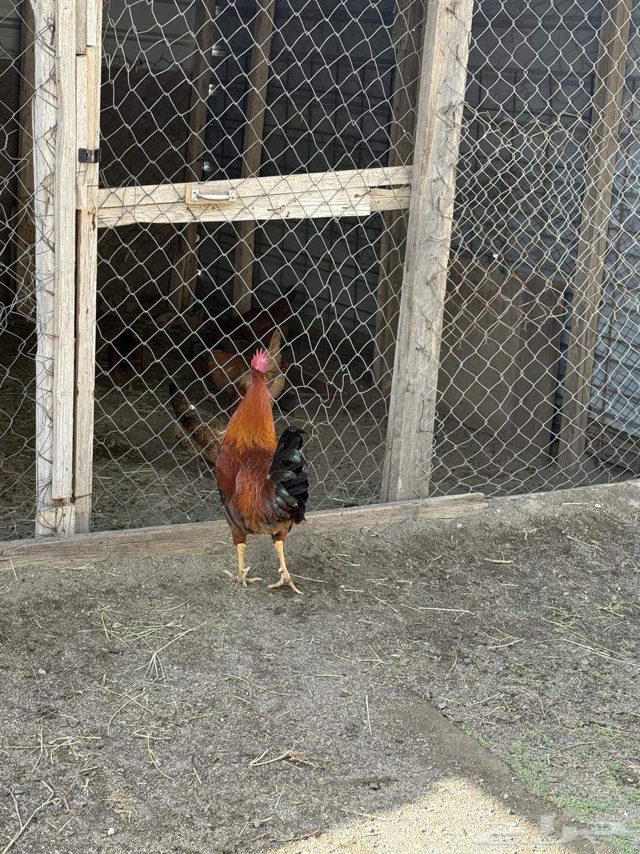 2 ديوك عربي .64413732709635114