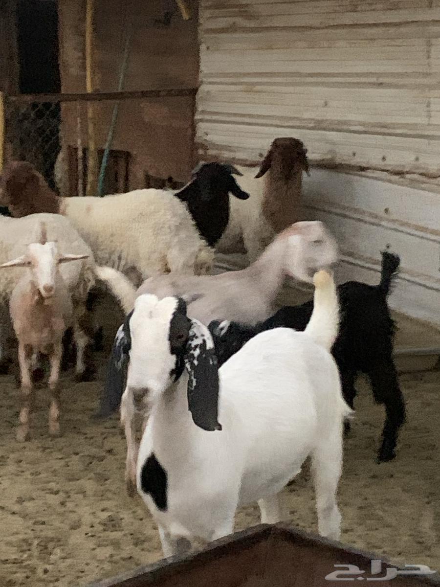 غنم للبيع في الذيبيه64421567581313114