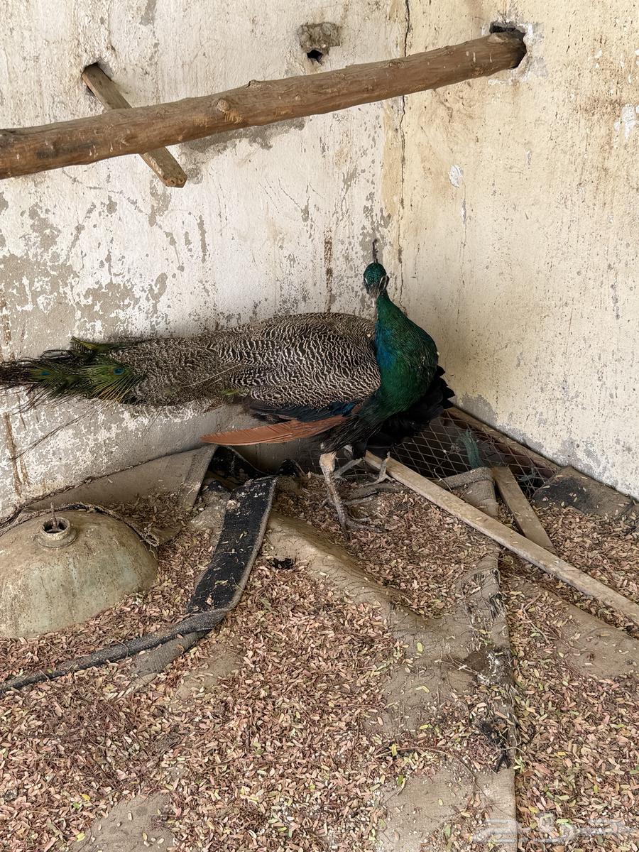 طاوؤس للبيع اعلئ سومه64415343839489111