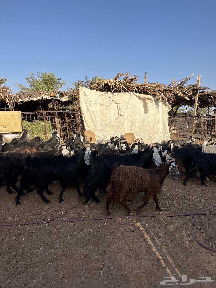 Goat for sale, male64416440178049111