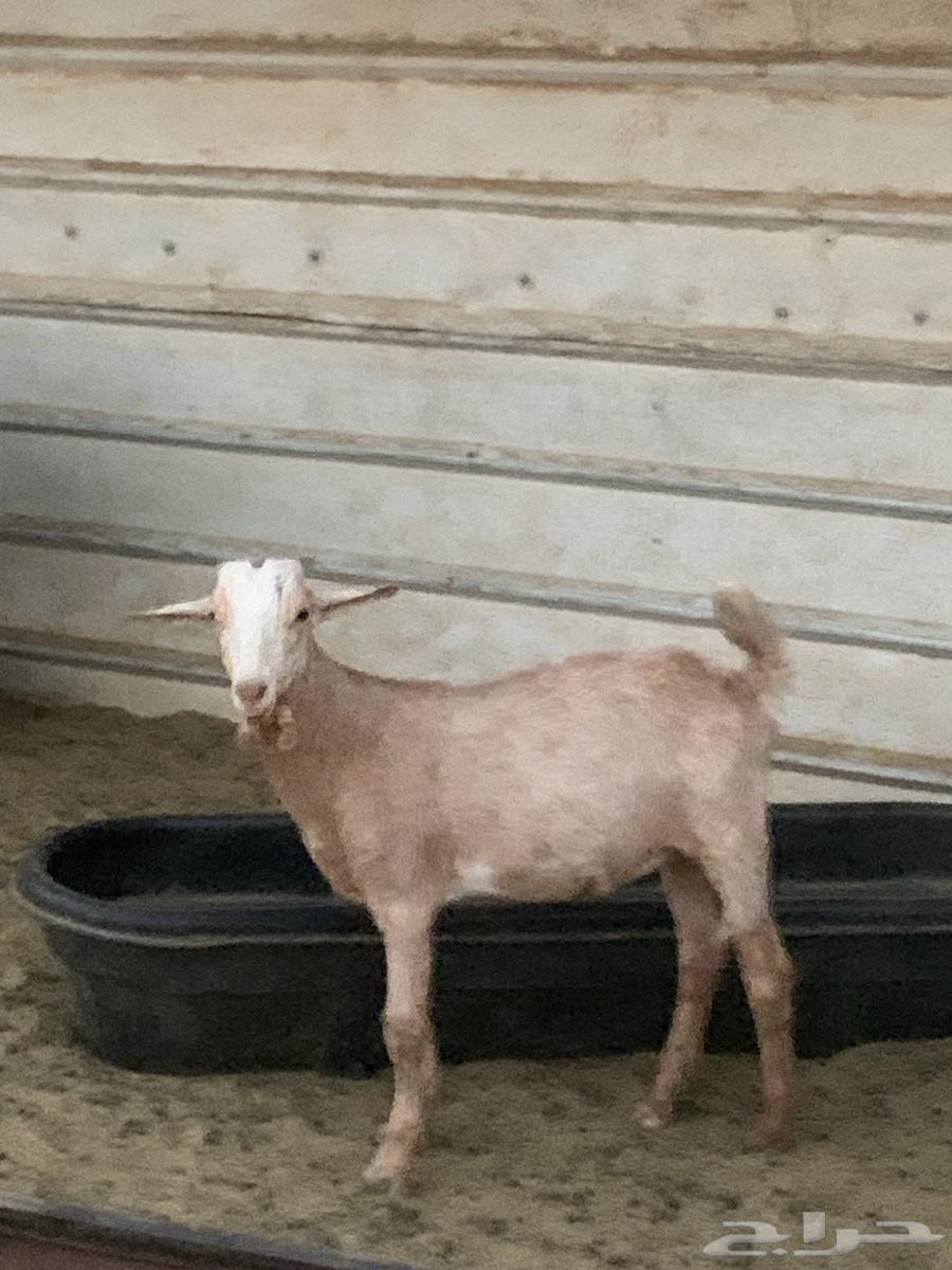 غنم للبيع في الذيبيه64421567581313112
