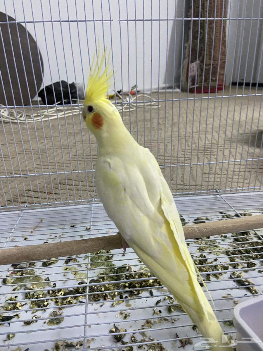 زوج كروان لاتينو تم البيع64417115637379111