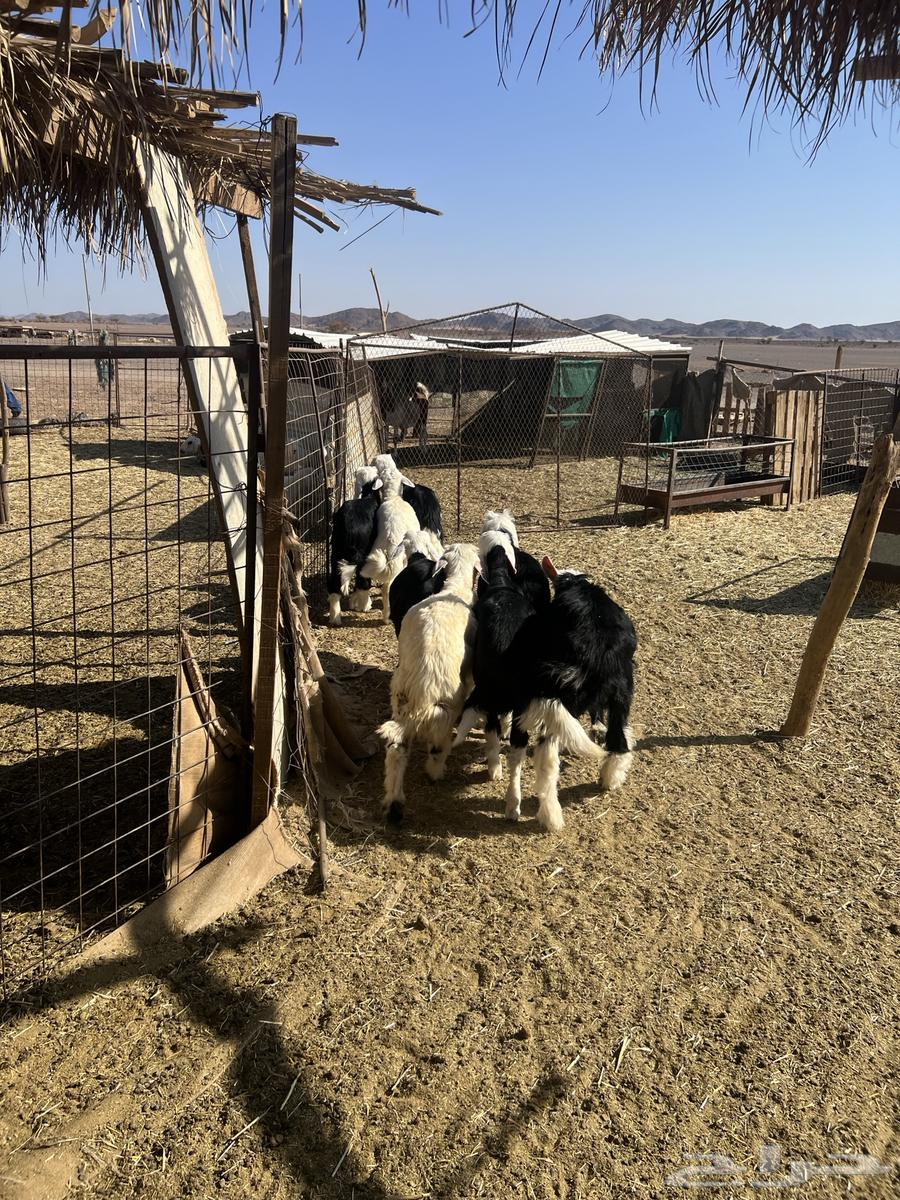 خرفان نجد. تم البيع تم البيع64413811943939111