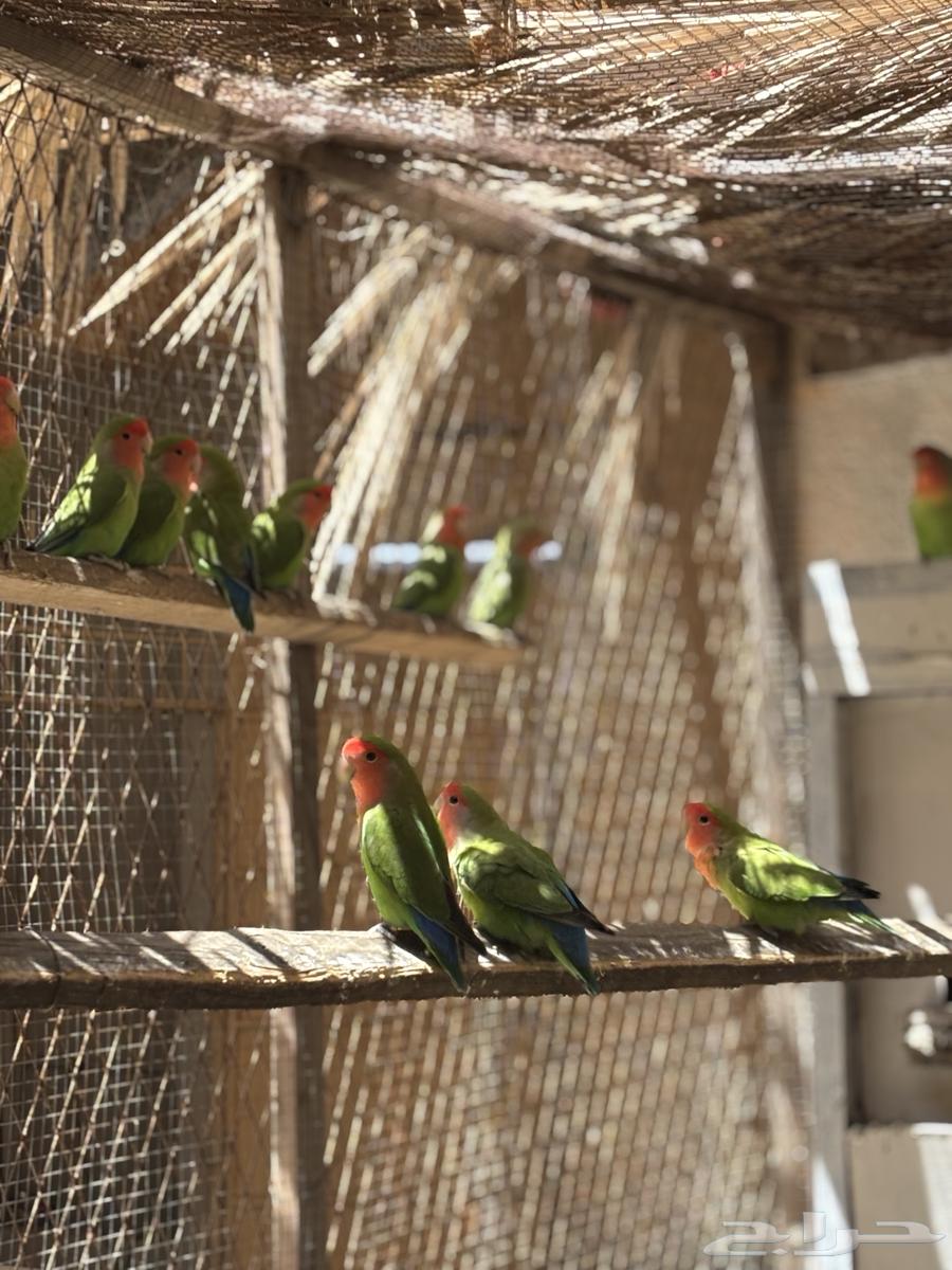 طيور روز64414779737217111