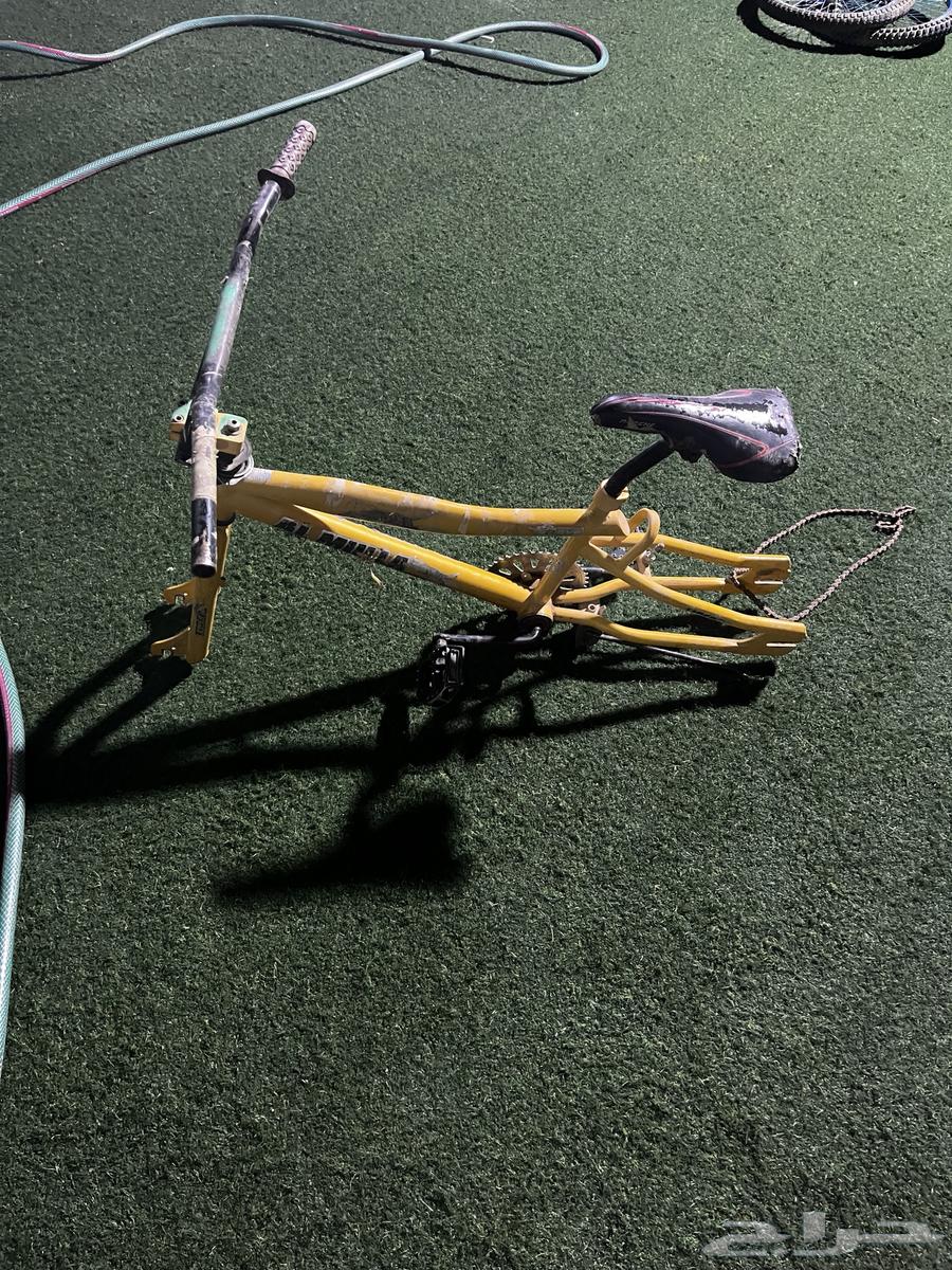 كوبرا صيني64418703348609113