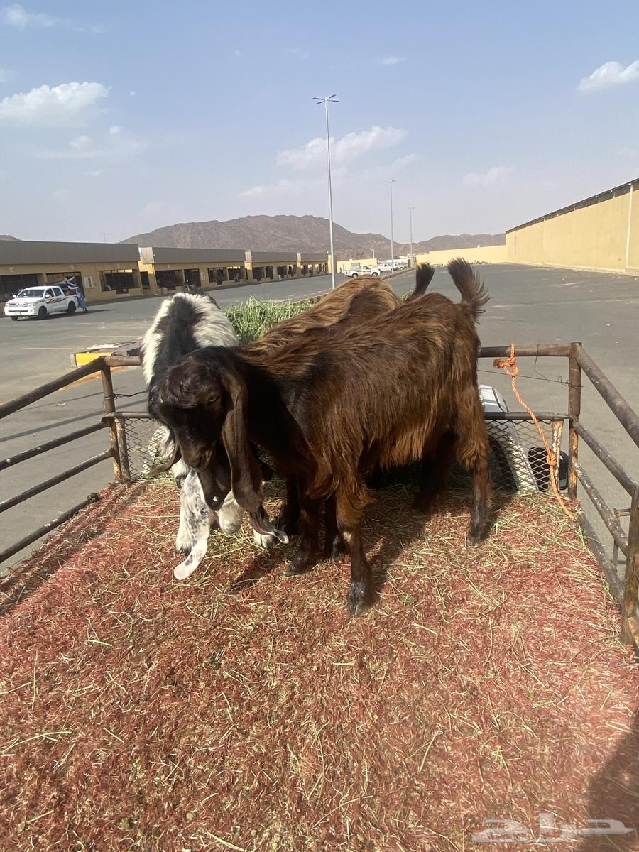 تيوس عوراض64415652957185110