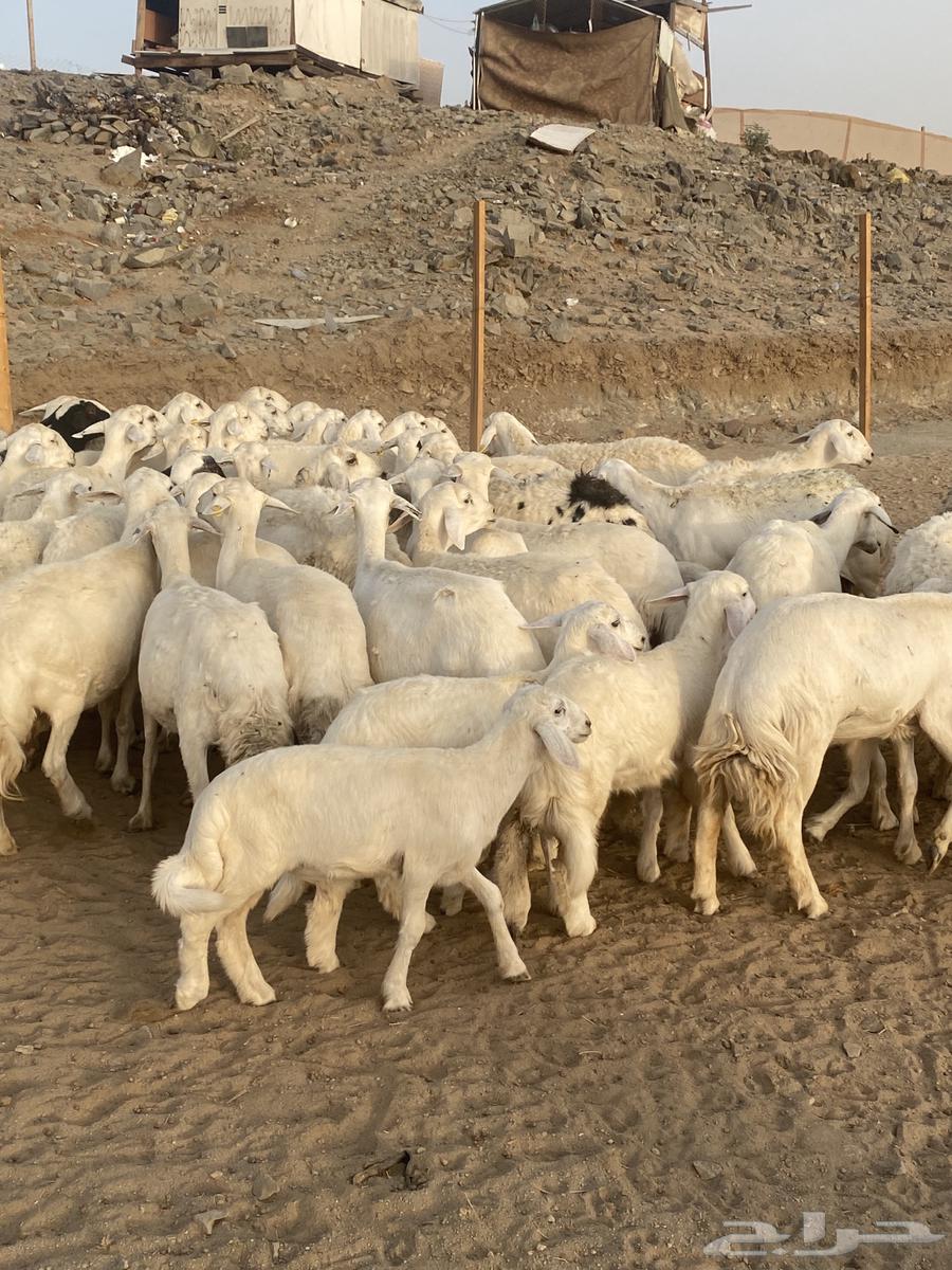 53 ضان مقاني مراح واحد64415316836353111